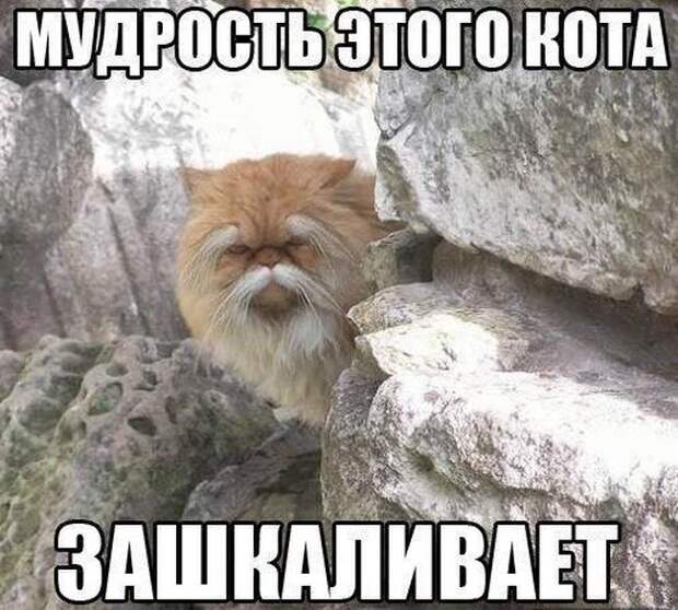 Картинки по запросу ржачные картинки с надписью
