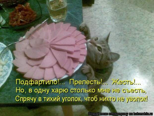 Лучшая котоматрица недели
