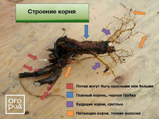 Почки возобновления у пионов как выглядит фото