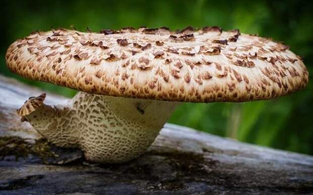 12. Трутовик чешуйчатый / Polyporus squamosus грибы, факты, это интересно