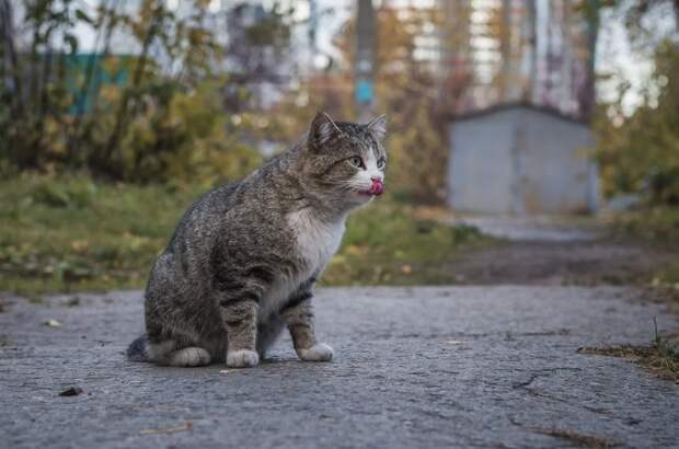 Очень колоритные уличные коты бездомные, город, кот, кошка, улица, уличные кошки, эстетика