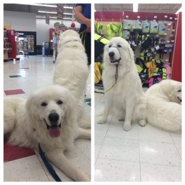 Great Pyrenees in Petco