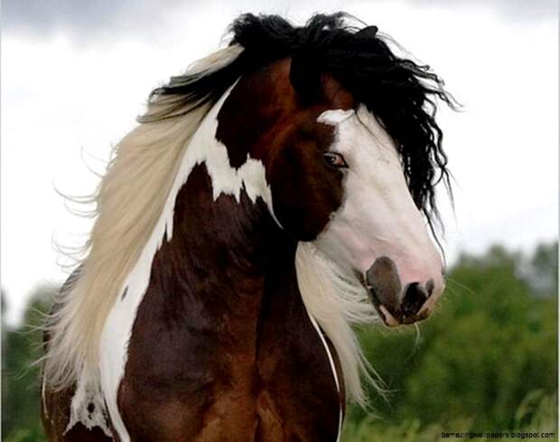 Цыганская упряжная лошадь — Тинкер Ирландский коб, Тинкер, Цыганский коб, животные, лошади