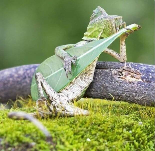 17 фото животных, сделанных в самый нужный момент