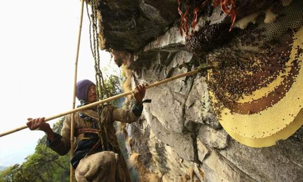 Мужчины собирают мед в горах, рискуя жизнью.