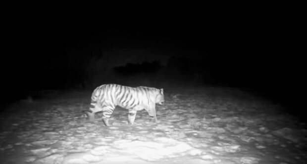Еще одного тигра заметили камеры в приморском поселке