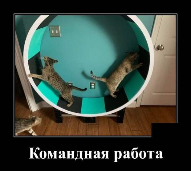 demotivatory-demotivator-smeshnye-demotivatory-demotivator-so-smyslom
