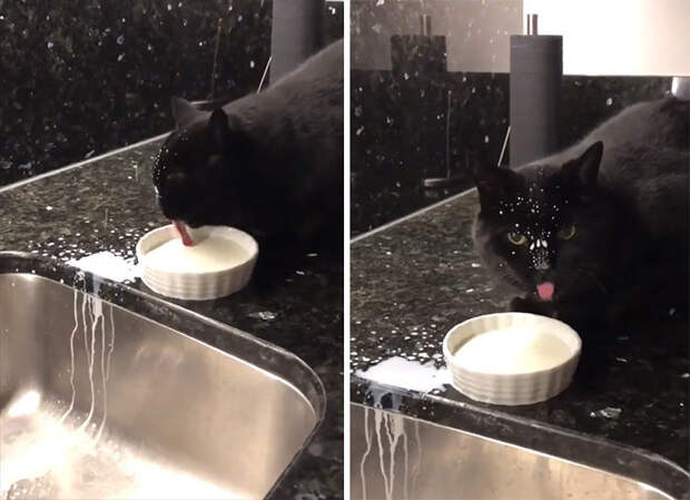 Милые испачканные едой мордочки котят и котиков
