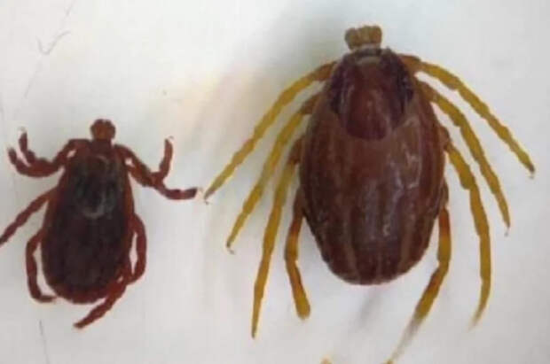 Биолог Хряпин сказал, какие регионы РФ атакуют клещи-гиганты