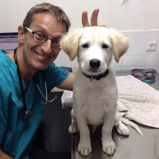 Ветеринары и их благодарные пациенты