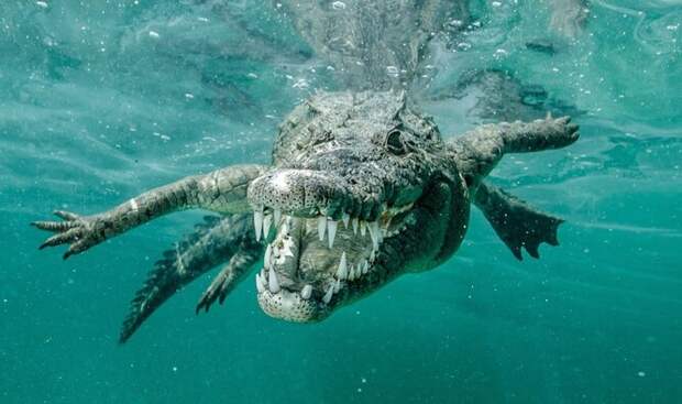 Морской крокодил