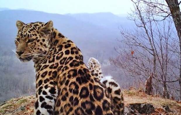 Как проходит фотоохота в нацпарке "Земля леопарда" в Приморье