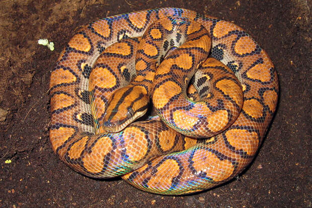 «Самец» удава второй раз родил непорочно зачатых детенышей