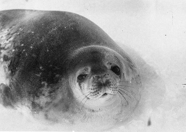Тюлень Уэддела на шельфовом леднике Шеклтона Дуглас Моусон, австралия, антарктида, изучение Антарктики, научная экспедиция, полярные исследователи, поход во льдах, фотосвидетельства