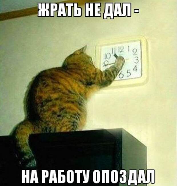 Мемы и прочие приколы)