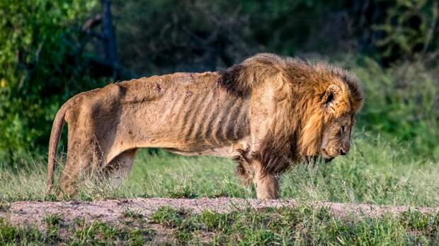 Лев по кличке Скайбед Скар когда-то был альфа-самцом прайда в Национальном парке Крюгера, ЮАР Прайд, животные, лев, парк, смерть, фотография, юар
