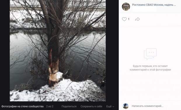 Фото дня: прожорливые бобры оставили улики на Яузе