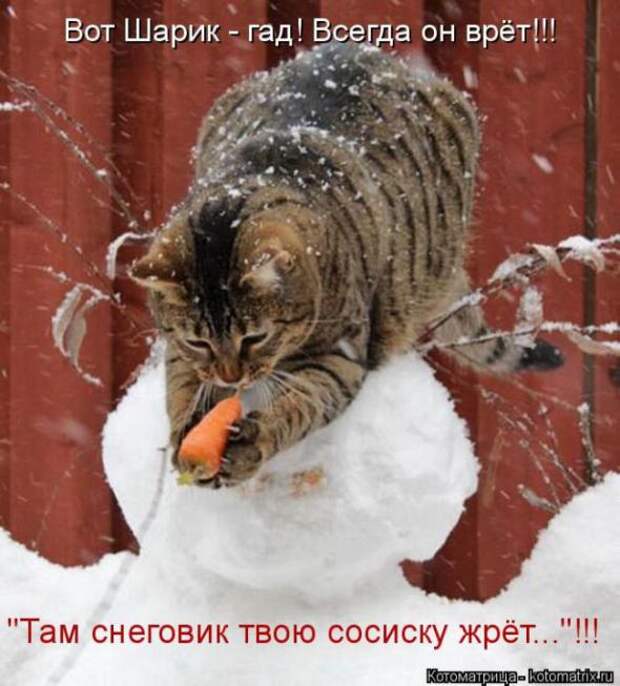Котоматрицы (картинки с надписями)