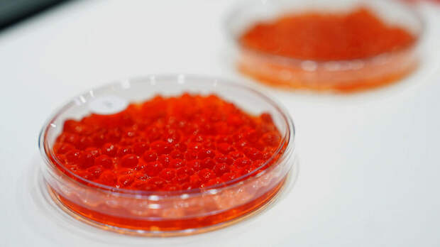 Бактерии кишечной палочки выявили в икре пяти торговых марок