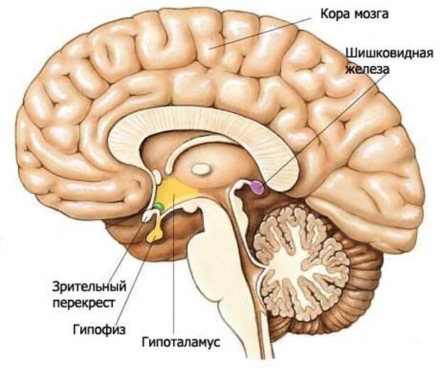 Расположение Гипоталамуса (выделен жёлтым) в сагиттальном разрезе мозга. Источник: Tirotactico. 
