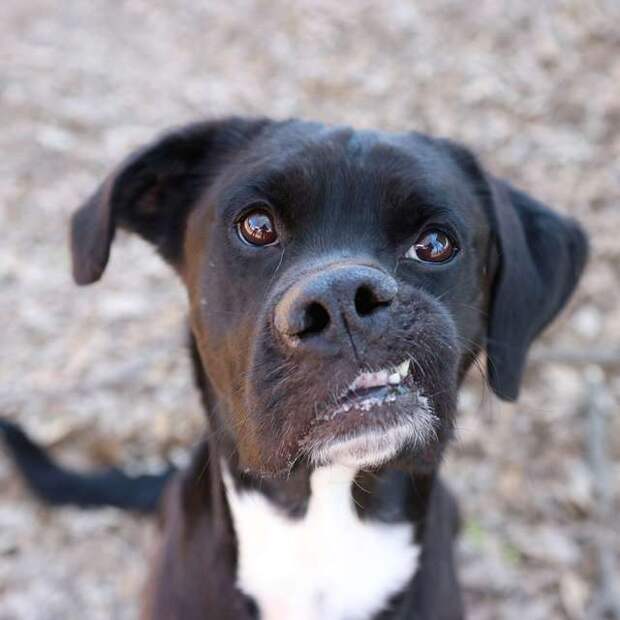 помощь собаке https://www.thedodo.com/close-to-home/dog-with-crooked-smile-mosley-georgia