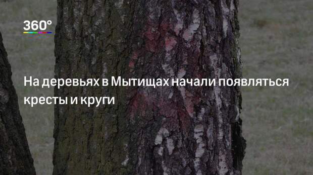 На деревьях в Мытищах начали появляться кресты и круги