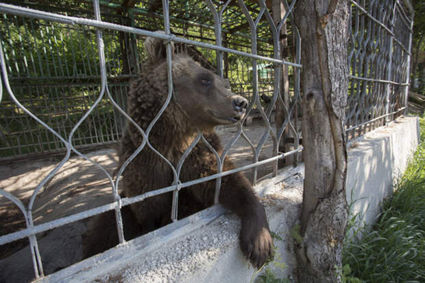 После 10 лет заточения ереванские медведи получили шанс на достойную жизнь