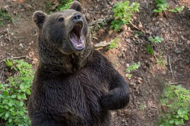 В Ташкентском зоопарке женщина бросила девочку в вольер к медведю