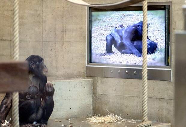 Зоосад подарил обезьянам телевизор 