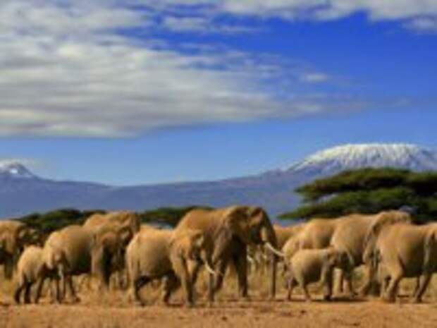 Клуб путешествий Павла Аксенова. Танзания. African Elephant Herd And Kilimanjaro. Фото p.hampton@btopenworld.com - Depositphotos