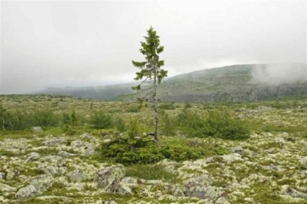 Ель Old Tjikko