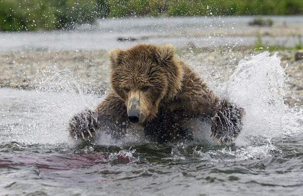 mama-bear-catches-a-salmon-to-feed-her-cubs-02
