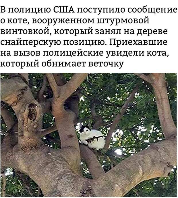 Забавные картинки с надписью со смыслом (11 фото) Забавные картинки с надписью со смыслом (11 фото)