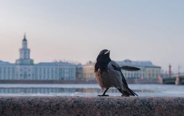 Петербург бьёт рекорды: воздух прогреется до +14 градусов