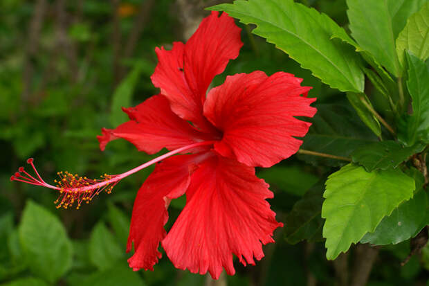 Hibiscus rosa-sinensis Picture Gallery - Photo Gallery - Images