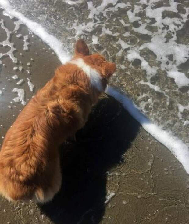 собака у моря