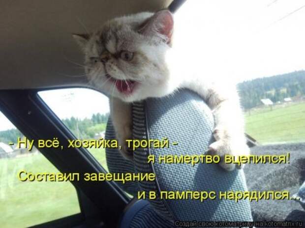 Новая котоматрица за неделю