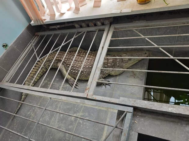 Здание с крокодилом в Обнинске отключили от отопления