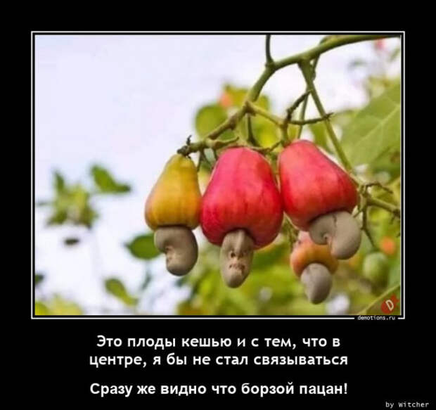 Свежие, прикольные демотиваторы