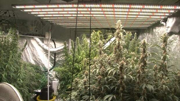Плантация марихуаны в америке семенасад интернет магазин агрофирмы поиск