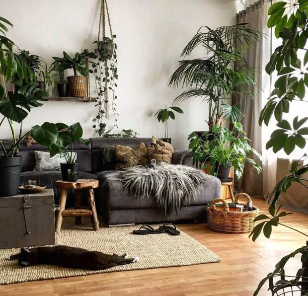 Самые модные комнатные растения