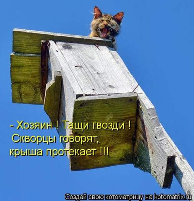 Лучшие котоматрицы недели (50 фото) Лучшие котоматрицы недели (50 фото)