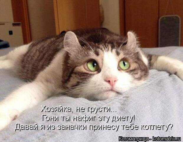 Лучшие котоматрицы недели (50 фото)