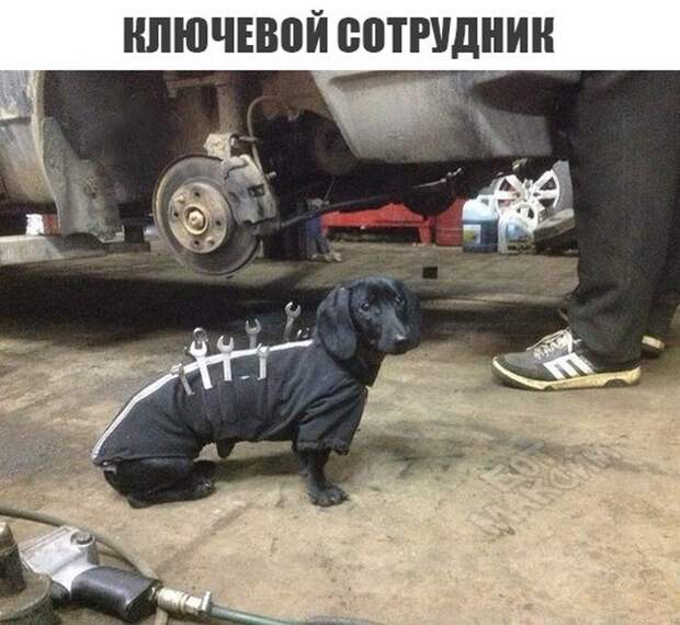 Прикольные картинки 24.08.17