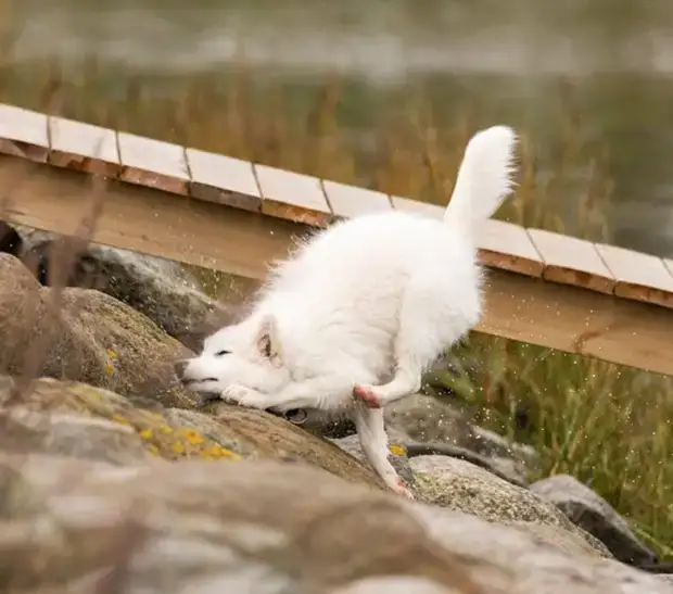 Из жизни животных - Жизнь - театр - Медиаплатформа МирТесен