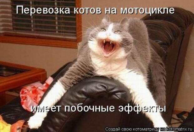 Лучшие котоматрицы недели, 35 шт.