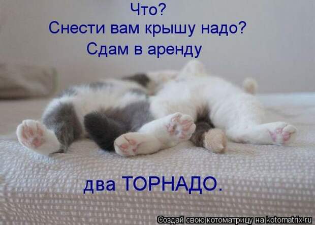Лучшие котоматрицы недели (50 фото) Лучшие котоматрицы недели (50 фото)