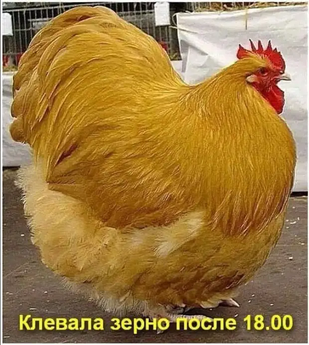 Единственный отпуск, который я могу себе позволить — это отпуск грехов, и то где-нибудь в Белоруссии Единственный отпуск, который я могу себе позволить — это отпуск грехов, и то где-нибудь в Белоруссии говорит, Через, бросает, Почему, свечи, снова, снимает, Потом, сгорeли, подходит, появился, монету, пойдем, можно, расскажу, потом, подзывает, официанта, говоpит, поpцию