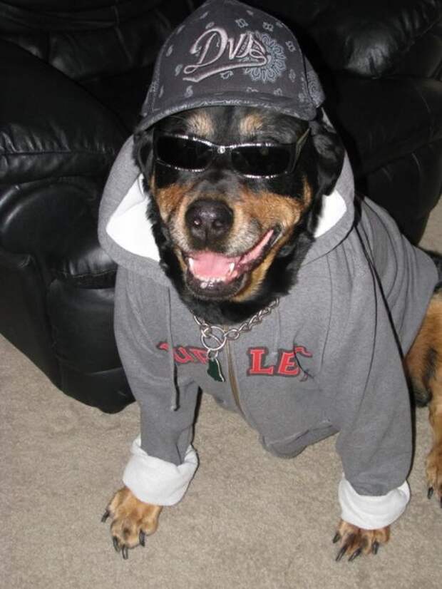 Пес бандит. Крутая собака. Собака рэпер. Пес гангстер. Бандана для собак.