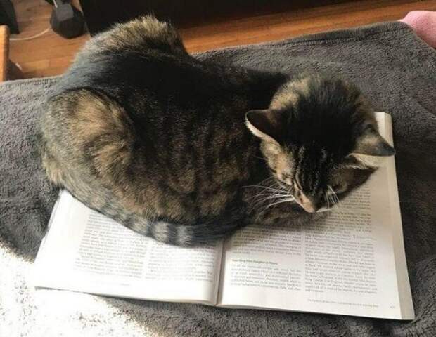 Находчивые котики, которые прекрасно устроятся где угодно